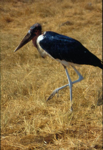 Marabu