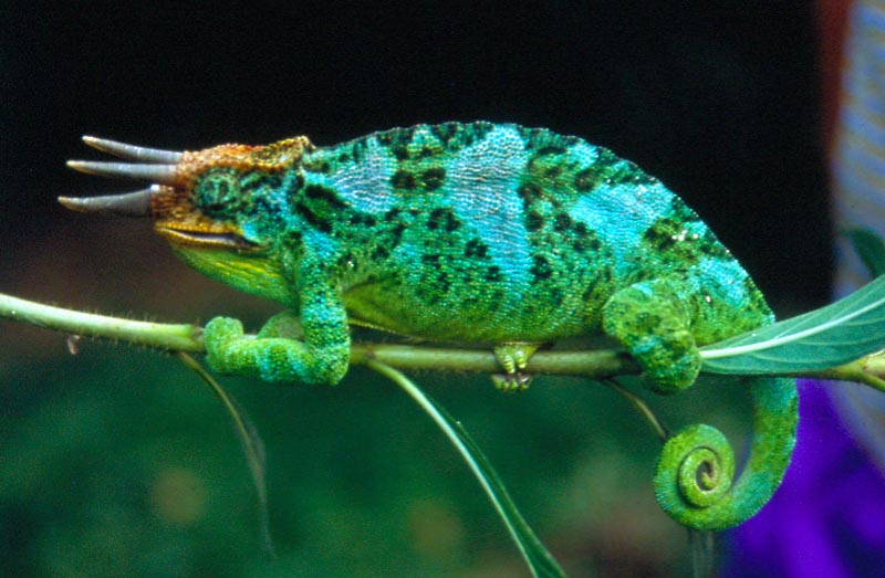 chamelion